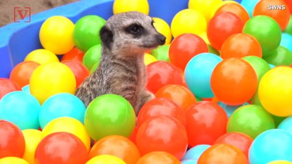 This Video Of Meerkats Playing In A Ball Pit Is Just Too Cute!