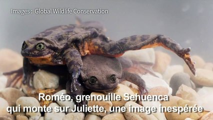 Des amphibiens d'une espèce en danger se sont mis en couple