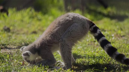 You Can Do Outdoor Yoga With Lemurs at This Hotel in England