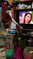 Curious Cat Gets Stuck in Bra