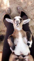 Baby Nigerian Dwarf Goat Napping