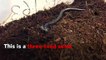 Footage Shows Three-Toed Skink Feasting On Cricket
