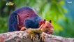 Giant Squirrels, OH MY! Photographer Snaps Photos Of Giant Squirrels With Multi-Colored Fur In India!