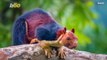 Giant Squirrels, OH MY! Photographer Snaps Photos Of Giant Squirrels With Multi-Colored Fur In India!