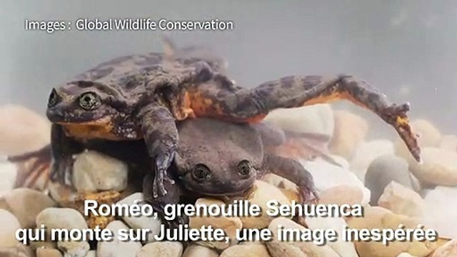 Des amphibiens d'une espèce en danger se sont mis en couple