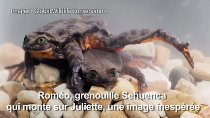 Des amphibiens d'une espèce en danger se sont mis en couple