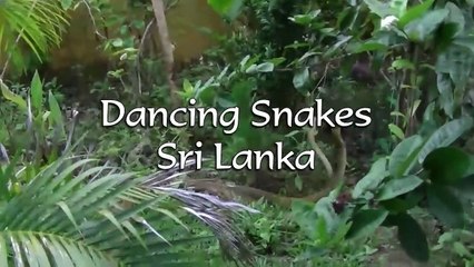 Yılanların Dansı !