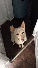Ce chien essaie de communiquer avec son maitre pour lui dire qu'il a envie d'aller se promener