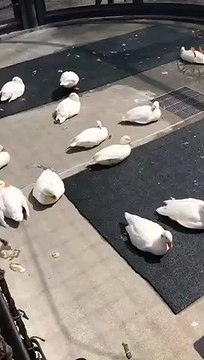 Un des canards profite de la vie plus que les autres