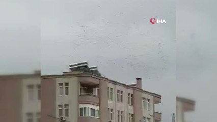 Adana Semalarında Leyleklerden Görsel Şölen