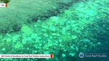 Great Barrier Reef Struggles To Recover With Plummeting New Corals