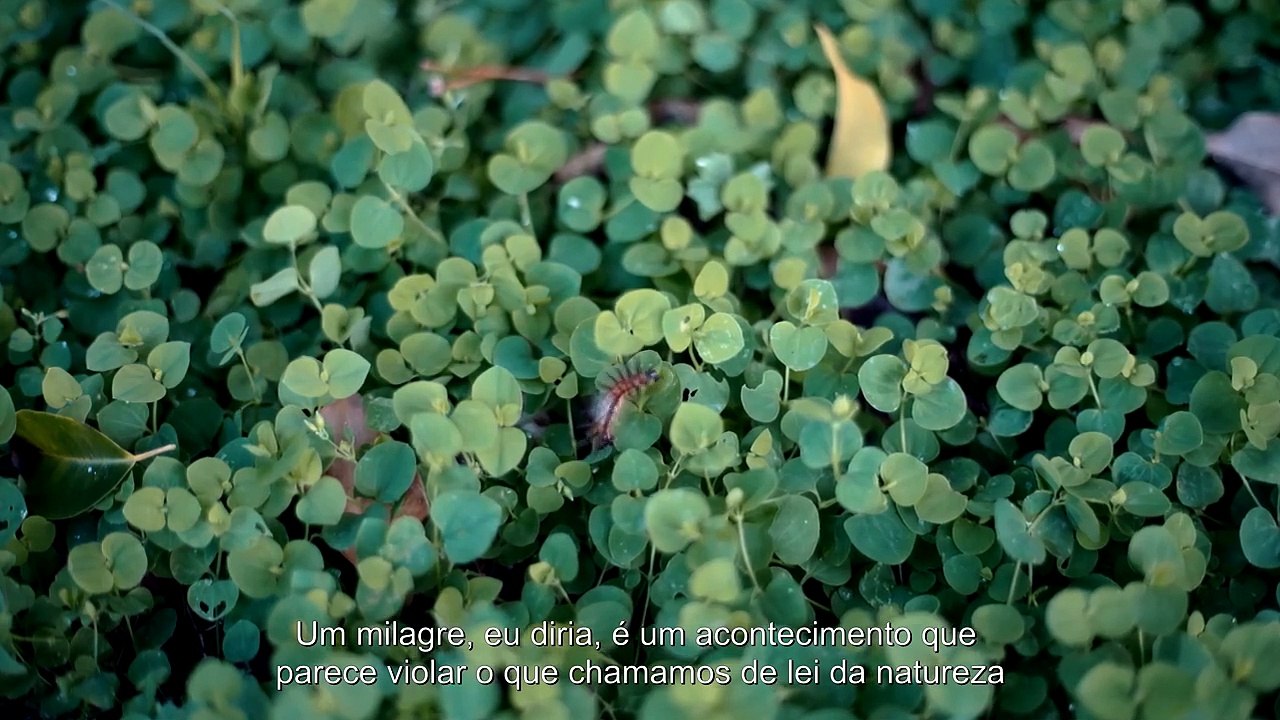 Milagre (Trailer)