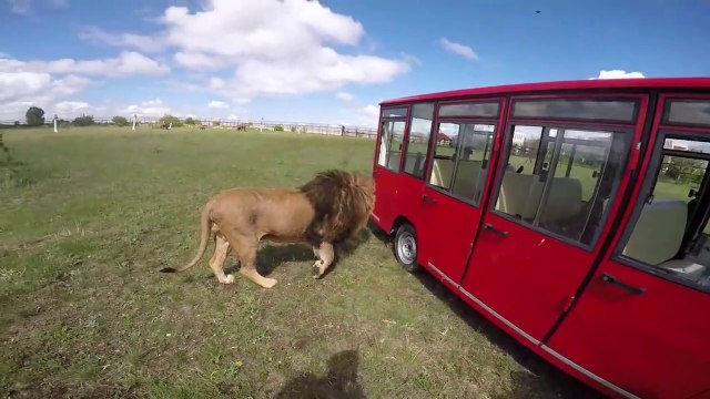 L'heure du repas des lions dans ce zoo russe... Impressionnant