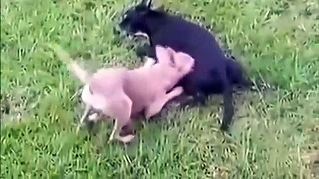 Perros Se Desmallan Cuando En Acción