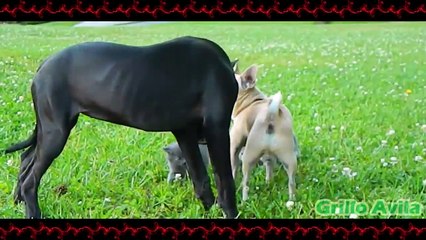 Salvando A Un Lindo Gatito