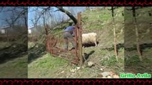 Toreando A La Oveja - Cabras y Ovejas Locas #1