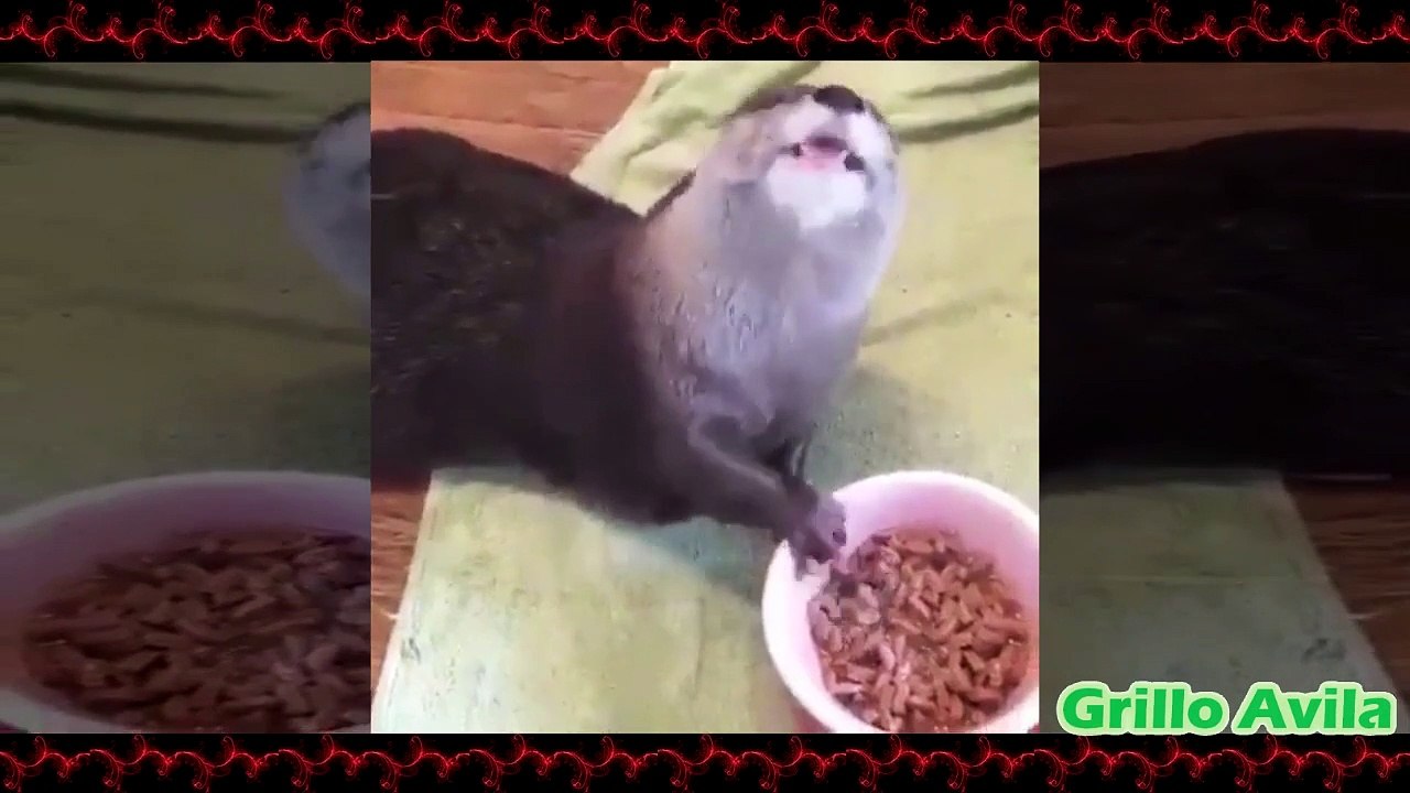 Mascota Educada Pide Comida