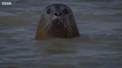 Orange Seals on British Shores