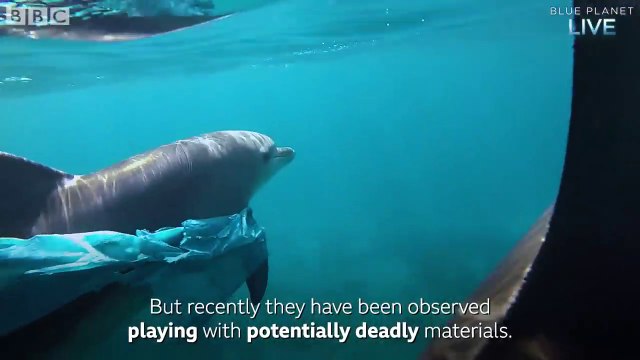 Dolphins Playing with Plastic Bags Blue Planet Live BBC Earth