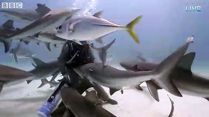 Petting Sharks like Dogs!  Blue Planet Live