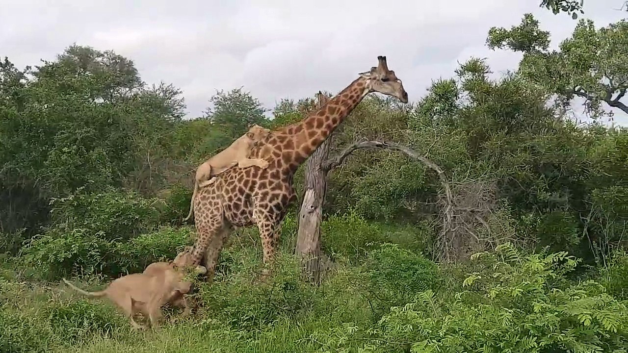 Grave Une girafe résiste a un groupe de lions affames...