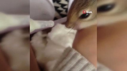 Annesi Yavru Sincabı Terk Etti, Köy Öğretmenleri Besledi