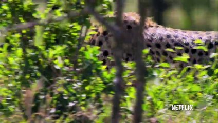 Our Planet Movie Clip - Cheetah Hunt