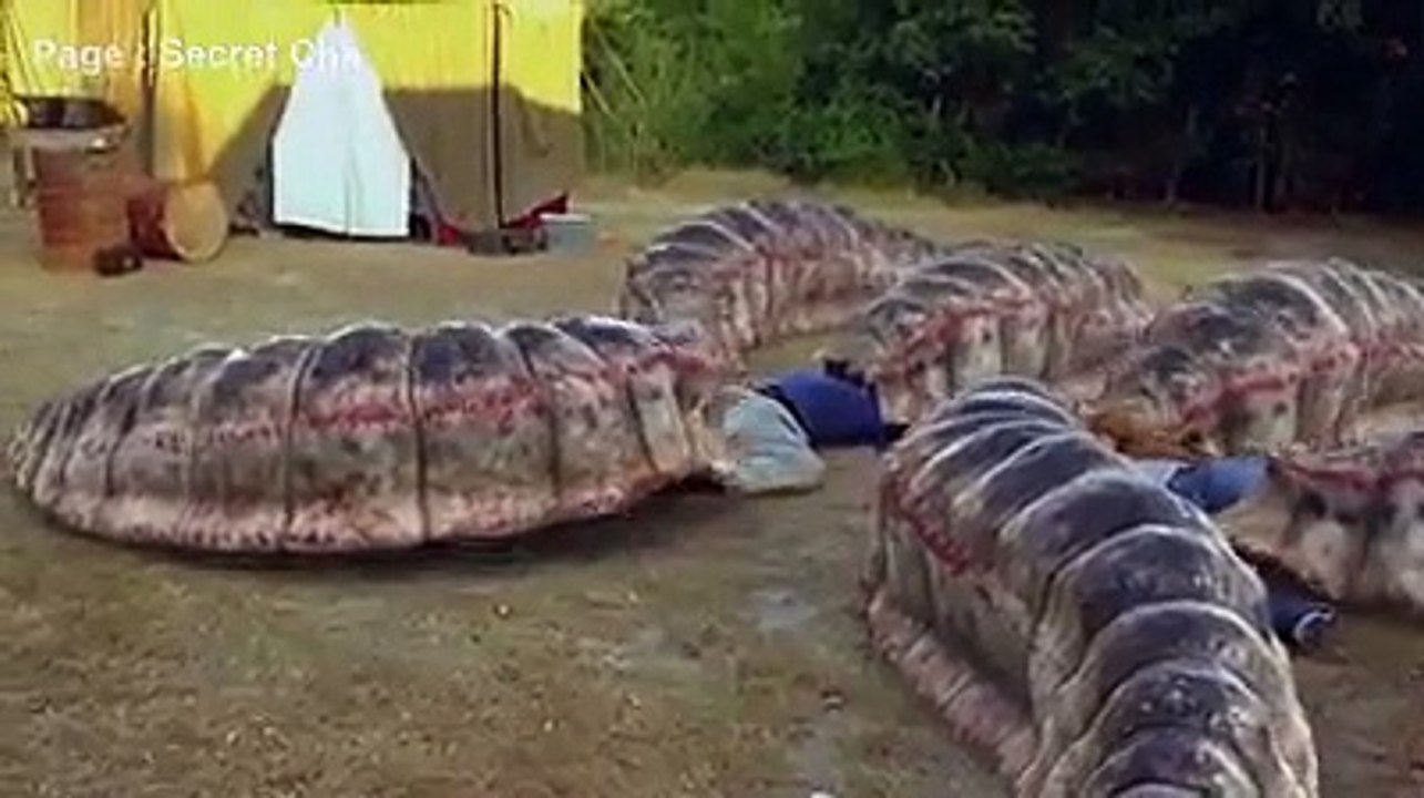 The end part of the Mongolian Death Worm movie