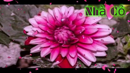 Audio đam mỹ: Dị Thế Lưu Đày: 428 - 429