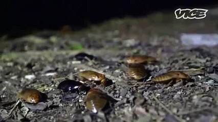 【온라인블랙잭사이트】 사이트블랙잭【◐【【HHT797、COM】】◐】【온라인마카오카지노】온라인블랙잭사이트 ◐【【HHT797、COM】】◐ 테크노카지노