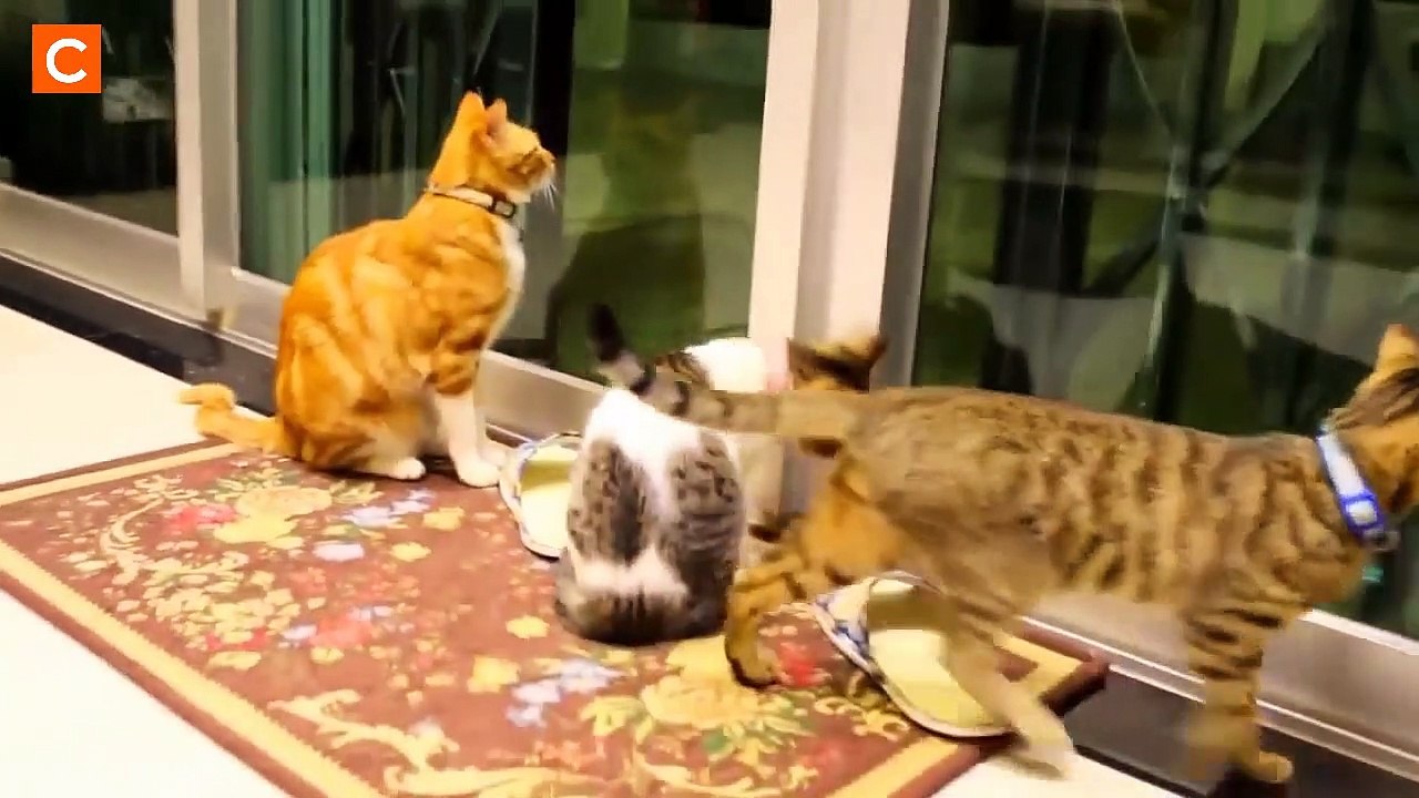 Les chats les plus chous !