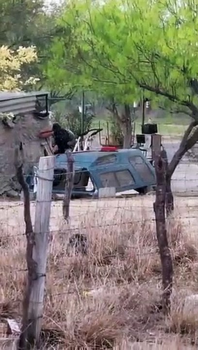 Balacera en  Nuevo León