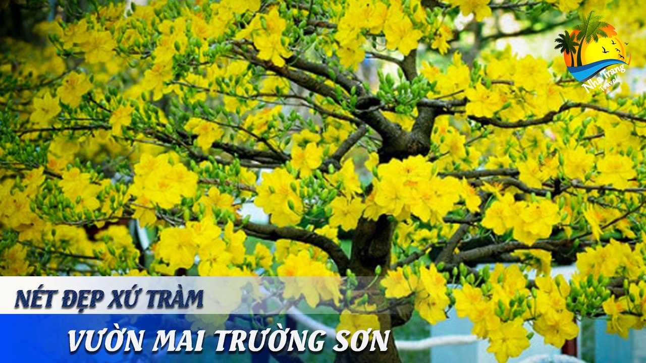 [NÉT ĐẸP XỨ TRẦM] HOA MAI - CỘI NGUỒN VĂN HÓA VIỆT | NHA TRANG TRAVEL