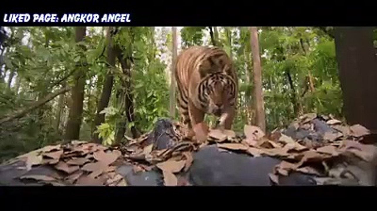 Brave Boy Kills Giant Tiger, watch till the end