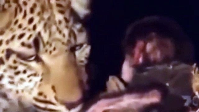 Increíbles Animales Salvando Vidas Captados En Cámara Top 7