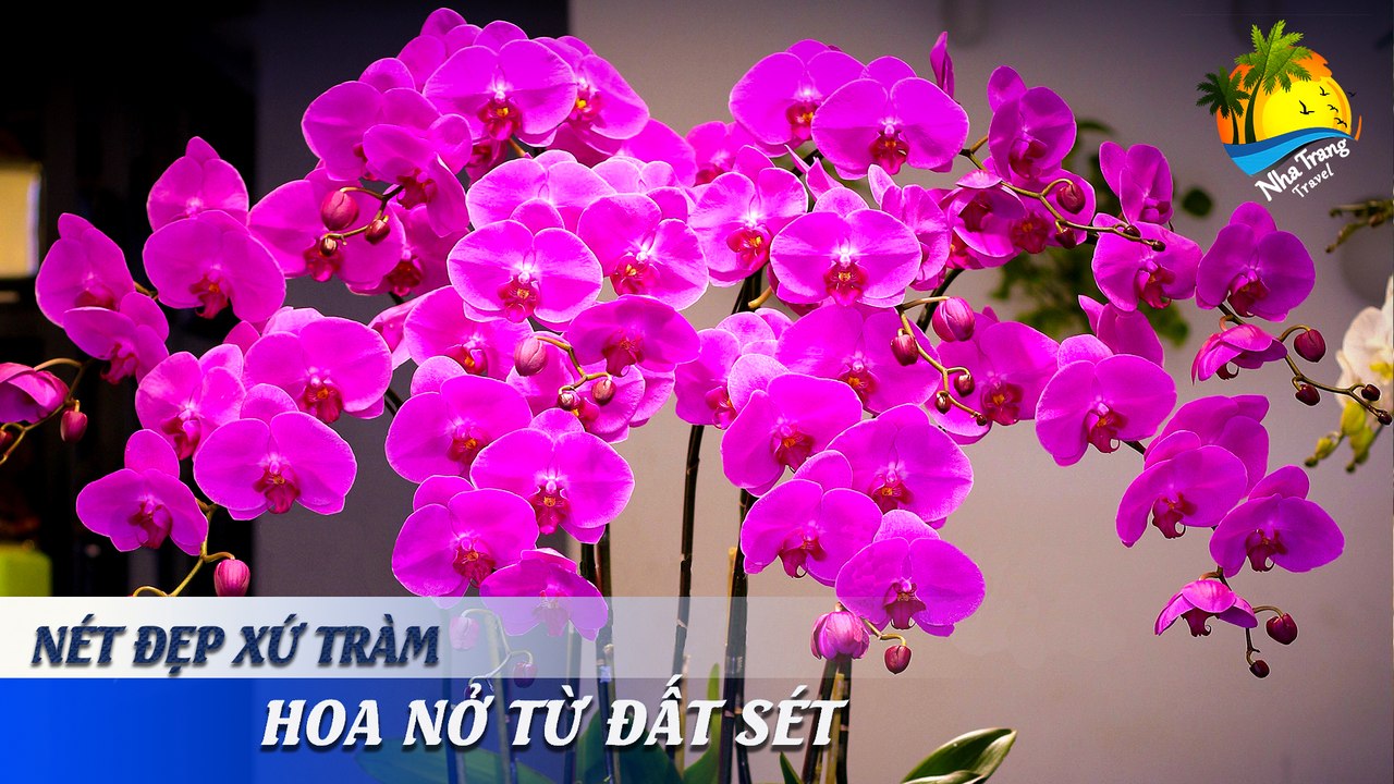 [NÉT ĐẸP XỨ TRẦM] HOA "NỞ" TỪ ĐẤT SÉT | NHA TRANG TRAVEL