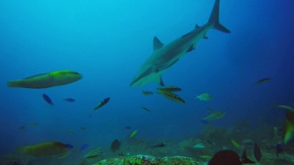 La hausse des températures a tendance à masculiniser les espèces marines, d'après une étude