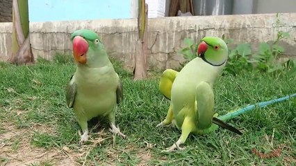 Hint Papağanı Komik Halleri !