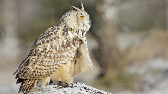 Curiosidades increíbles de la lechuza