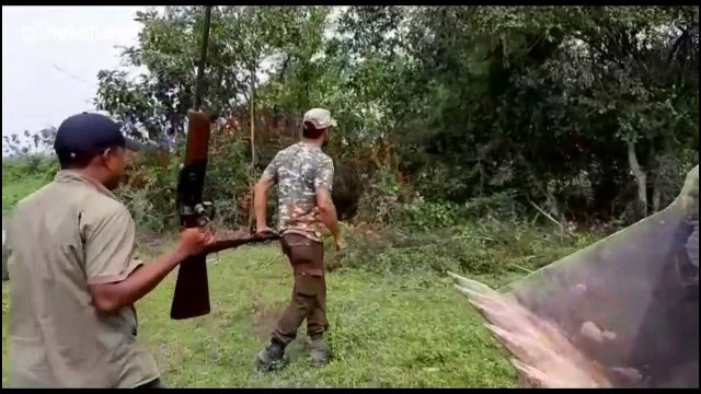 Chaos ensues when tiger enters remote Indian village