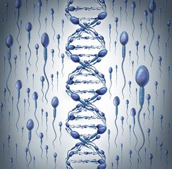 La fertilité masculine, en péril ?