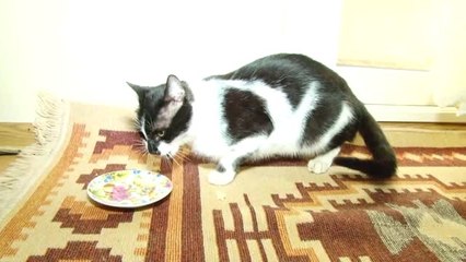 Sokak Hayvanlarına Sahip Çıkıyorlar - Sakarya