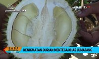 Kenikmatan Tiada Tara dari Durian Mentega Khas Lumajang