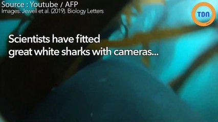 Découvrez les images d'une caméra embarquée sur un grand requin blanc !