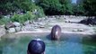 Hippopotame lâche « le plus gros pet au monde »