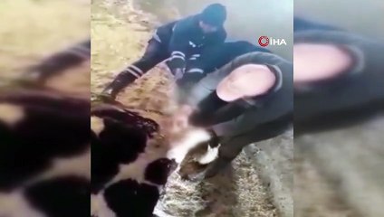 Doğum yapmakta zorlanan ineğin imdadına VEDAŞ ekipleri yetişti