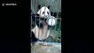 Hungry panda calls keeper for food by rattling empty bowl on cage bars