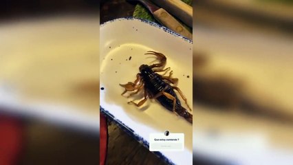 Lizbeth Rodriguez comiendo escorpiones?