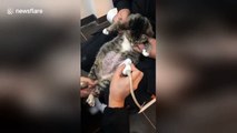 Pregnant cat has abdominal ultrasound scan at vet in China