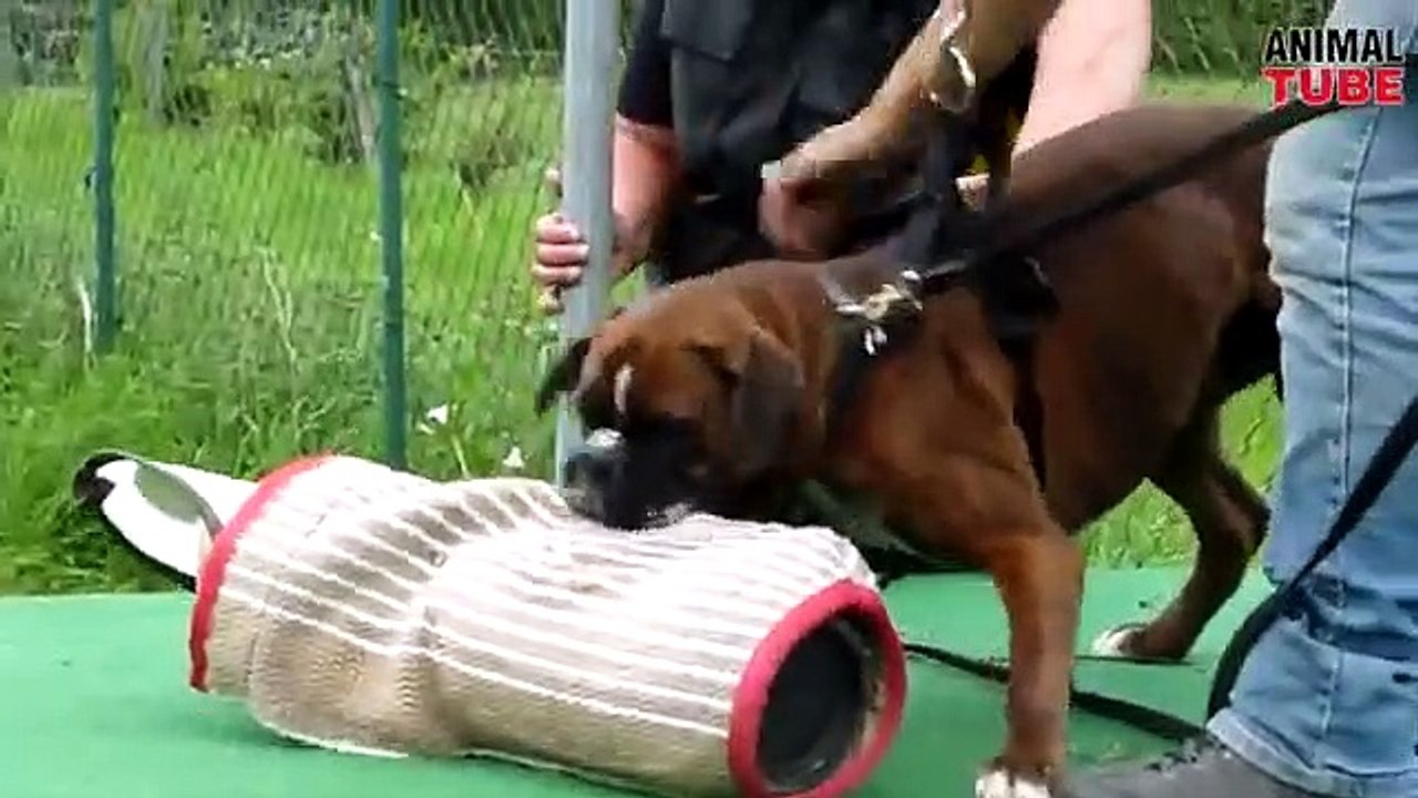Top 10 Dangerous  Dog